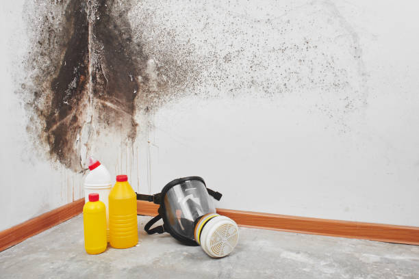 Best DIY Mold Remediation Support Services in Italy, TX