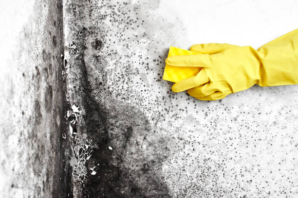 Best Attic Mold Remediation in Italy, TX