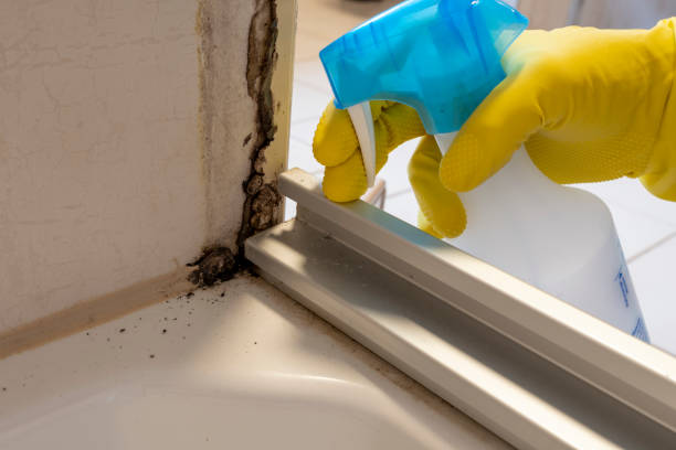 Italy, TX Mold Remediation Company