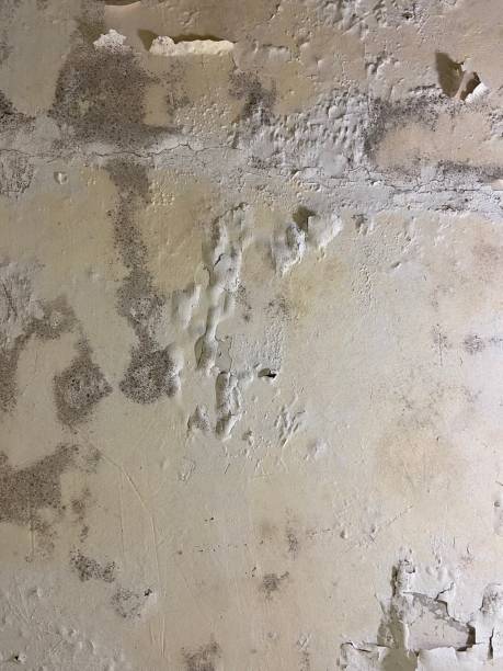 Best Industrial Mold Remediation in Italy, TX