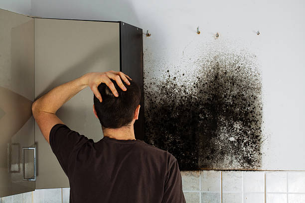 Best Residential Mold Remediation in Italy, TX